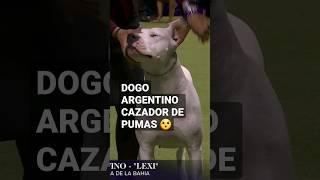 Sabías que el Dogo Argentino se usaba para cazar pumas y otros depredadores de granjas?  #WKCenFOX