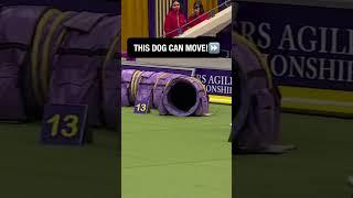 Look at this little dog go! ‍️ #wkc #westminsterdogshow #westminster