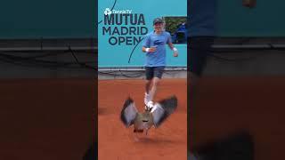 What The Duck  An Unexpected Visitor During the Tennis In Madrid!