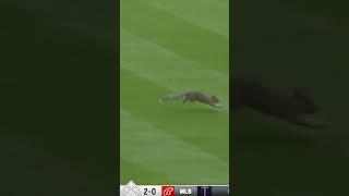 Rally Squirrel Hits The Field