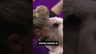Buddy Holly named Best in Show! ️ #Shorts #WKC #WestminsterDogShow #FOX