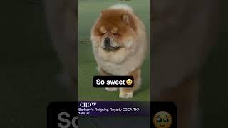 Check out this ADORABLE Chow Chow walk!  #Shorts #WestminsterDogShow #Fox