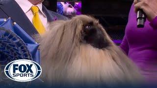 Rummie the Pekingese wins the WKC Toy Group | Westminster Kennel Club