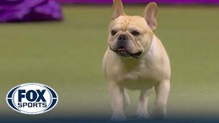 Winston the French Bulldog wins the WKC Non-Sporting Group | Westminster Kennel Club
