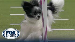 Purchase the Papillon wins the 8" class at WKC Masters Agility | Westminster Kennel Club
