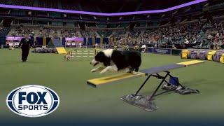 Howie the Border Collie wins the 24" class at WKC Masters Agility | Westminster Kennel Club
