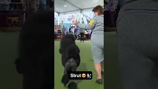 What a walk!  #Shorts #WestminsterDogShow #FOX #Poodle