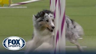 Bee the Shetland Sheepdog wins the 16" class at WKC Masters Agility | Westminster Kennel Club